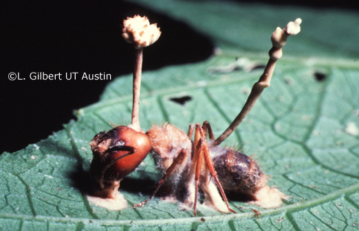 Fungo “zumbi” Cordyceps de The Last of Us pode infectar humanos