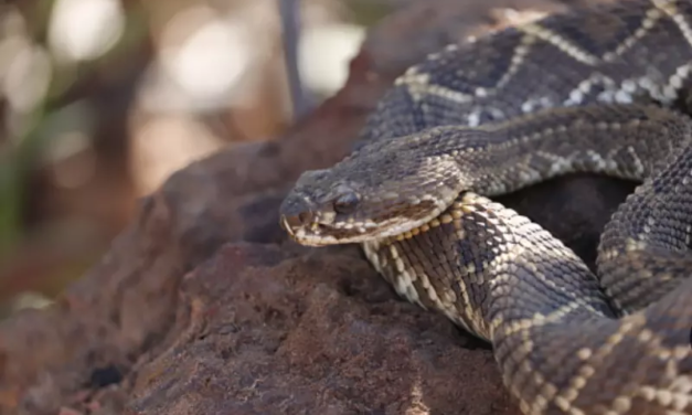 Cuidado com as cobras!