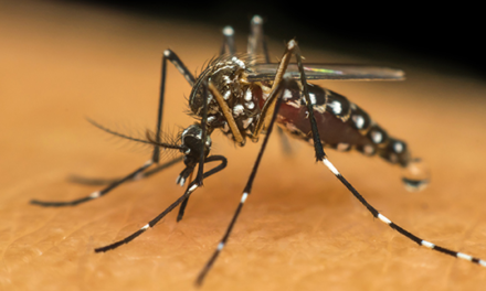 Dengue: SC tem 4 mortes confirmadas e registra, em média, mais de 50 novos casos por dia