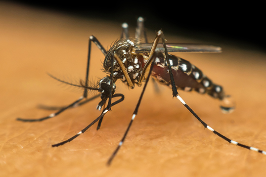 Dengue: SC tem 4 mortes confirmadas e registra, em média, mais de 50 novos casos por dia