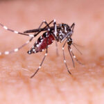 SC já registrou mais de 10 mil casos de dengue em 2023; veja os dados
