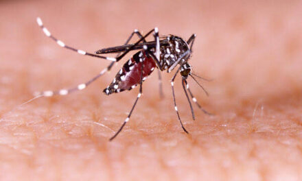 SC já registrou mais de 10 mil casos de dengue em 2023; veja os dados