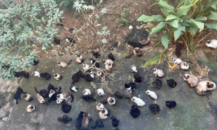 Mulher que abandonou 125 gatos é indiciada pela Polícia Civil de SC