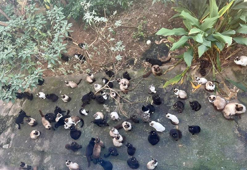 Mulher que abandonou 125 gatos é indiciada pela Polícia Civil de SC