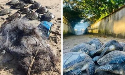 Pescador apontado por causar morte de 12 tartarugas é multado em R$ 65 mil em SC