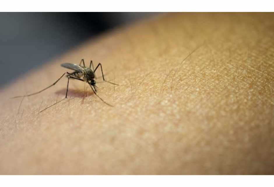 Saúde lança campanha após aumento da dengue, Zika e chikungunya
