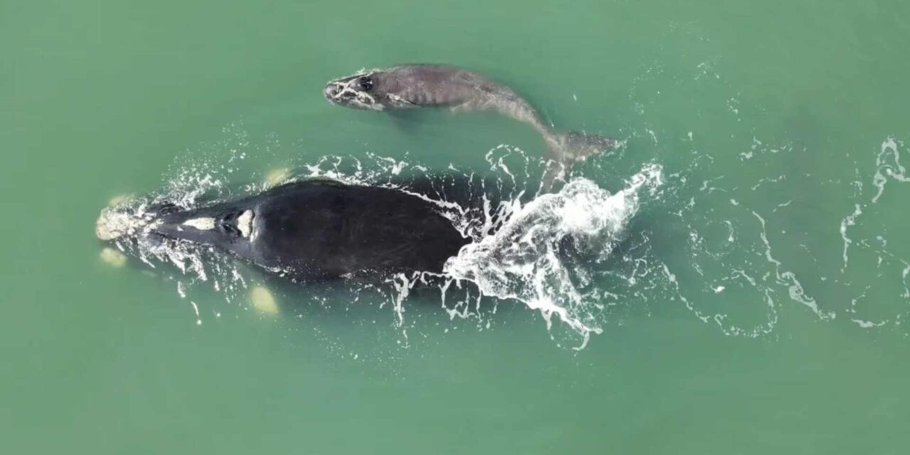 Primeiro filhote de baleia-franca nascido em SC na temporada 2023 é avistado