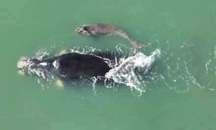 Primeiro filhote de baleia-franca nascido em SC na temporada 2023 é avistado