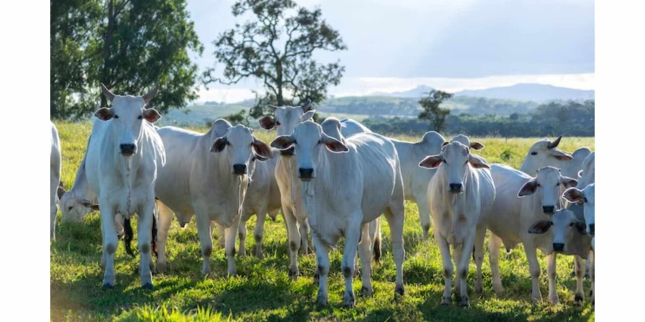 Vaca nelore é valorizada em quase R$ 21 milhões