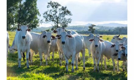 Vaca nelore é valorizada em quase R$ 21 milhões