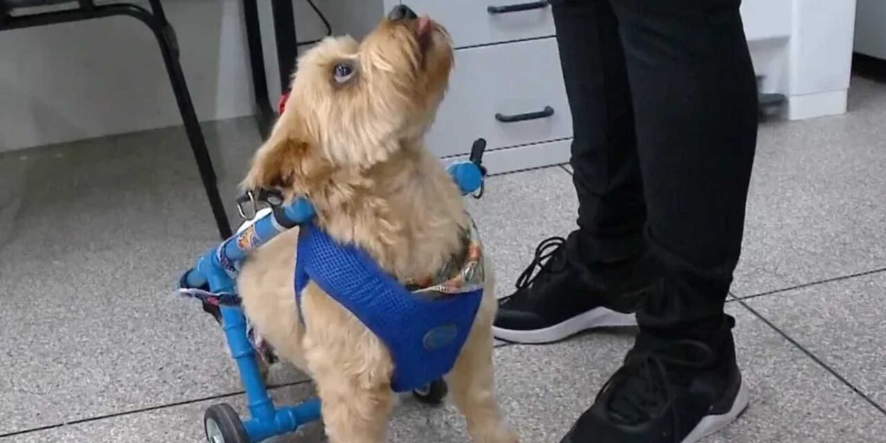 Cão abandonado após ficar paraplégico ganha cadeira de rodas