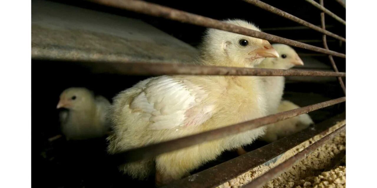 Japão suspende importação de aves de Santa Catarina
