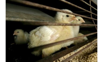 Japão suspende importação de aves de Santa Catarina