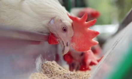 SC declara estado de emergência zoossanitária por causa da gripe aviária