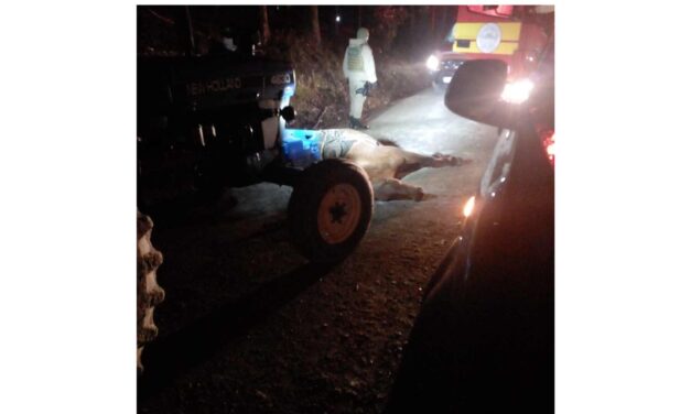 Acidente entre carro e cavalos deixa feridos em Otacílio Costa