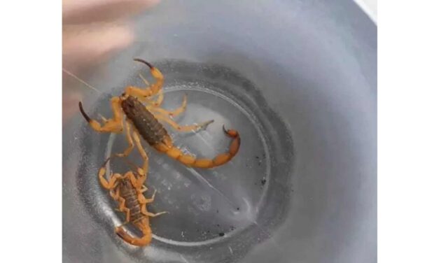 Aumenta o número de aparições do Escorpião-amarelo em SC