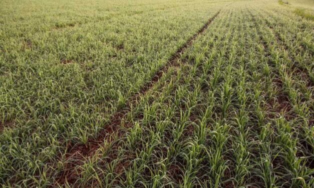 Pão de trigo pode ficar mais caro devido às chuvas em SC