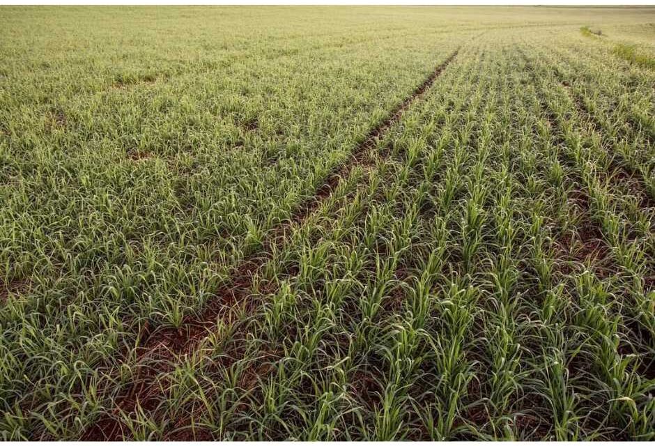 Pão de trigo pode ficar mais caro devido às chuvas em SC