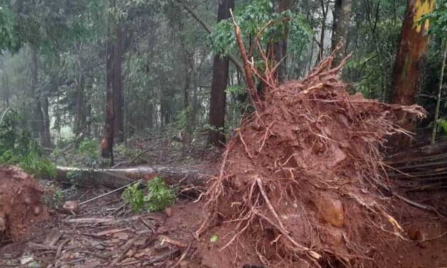 Fenômeno que arrancou árvores no Meio-Oeste de SC é classificado como microexplosão