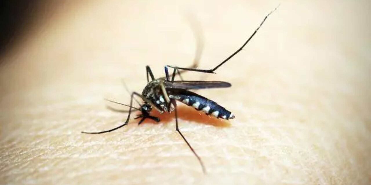 Dengue: médica orienta uso de repelente em bebês e crianças