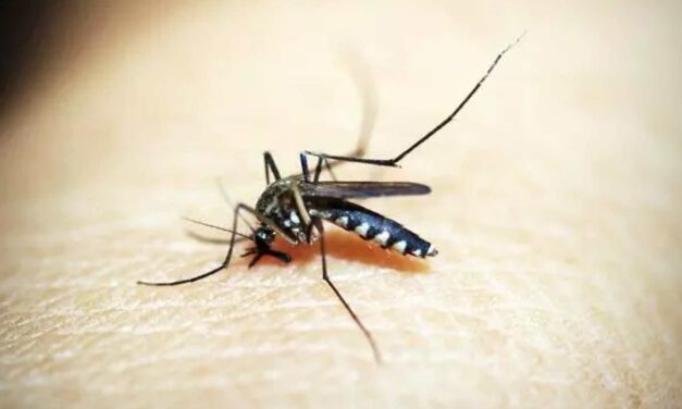 Anvisa alerta sobre repelentes adequados contra o mosquito da dengue