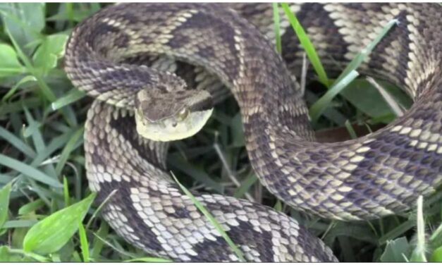 Mulher é atacada por cobra de espécie que mais mata no Brasil durante caminhada em SC