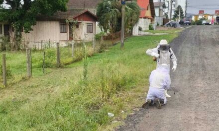 Ataque de abelhas deixa cachorros inconscientes e feridos em Lages