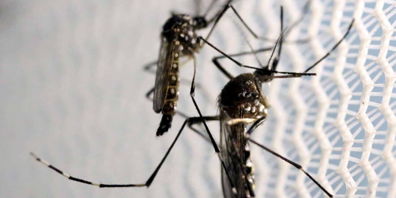 SC passa de 100 mortes por dengue em 2024 e ultrapassa número de óbitos do ano passado