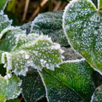 Serra Catarinense registra -4,5°C e geada ampla no fim do inverno
