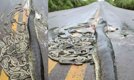 Sucuri grávida é atropelada e ejeta 40 filhotes em rodovia no Mato Grosso.