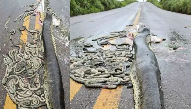 Sucuri grávida é atropelada e ejeta 40 filhotes em rodovia no Mato Grosso.