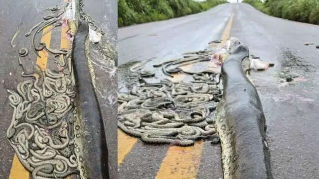 Sucuri grávida é atropelada e ejeta 40 filhotes em rodovia no Mato Grosso.