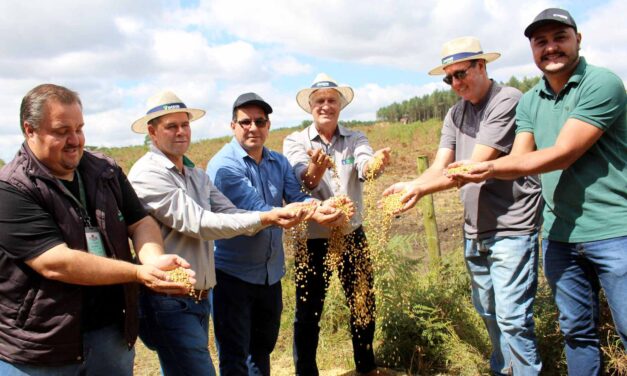 Otacílio Costa rompe com monocultura do pinus e diversifica atividade econômica