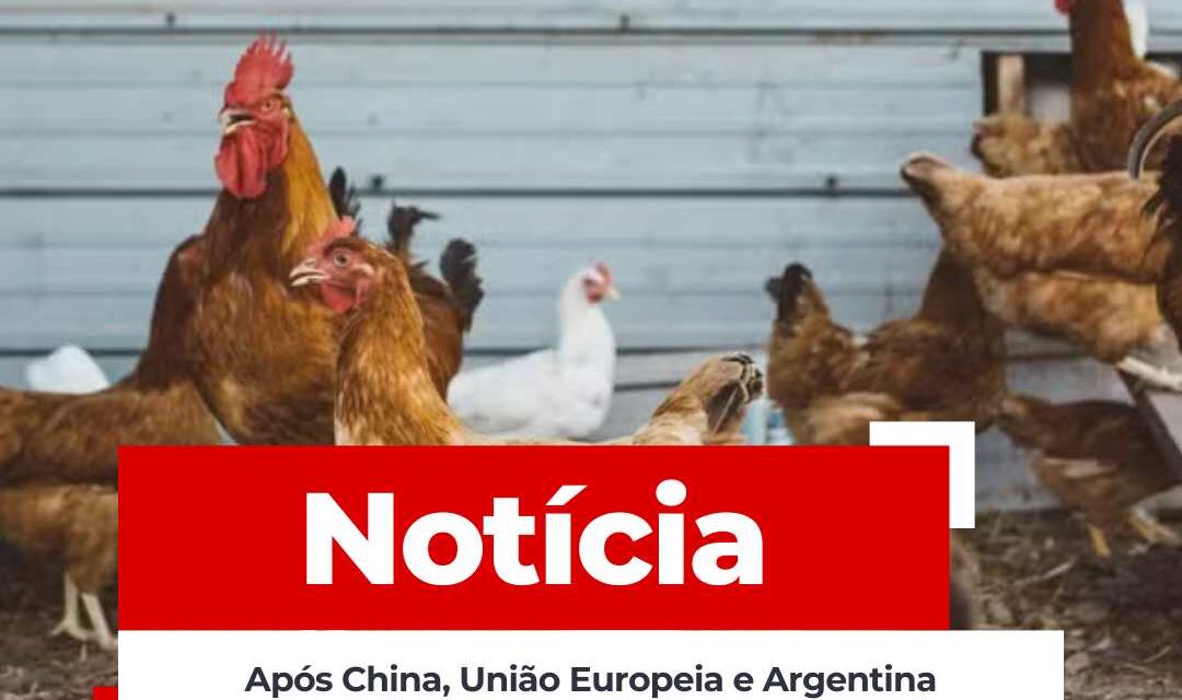Após China, União Europeia e Argentina suspendem compra de frango do Brasil