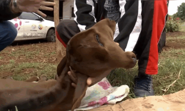 Bezerra com duas cabeças nasce em propriedade rural