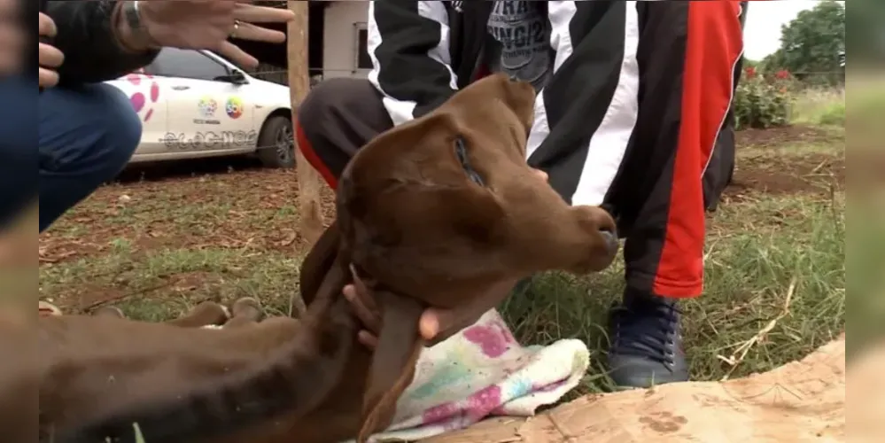 Bezerra com duas cabeças nasce em propriedade rural