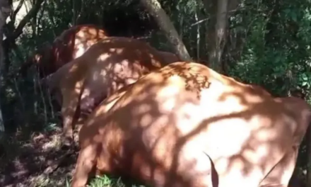 Forte trovoada com raios mata mais de 25 vacas e bezerros em propriedade de Urupema na Serra Catarinense