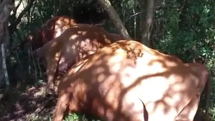 Forte trovoada com raios mata mais de 25 vacas e bezerros em propriedade de Urupema na Serra Catarinense